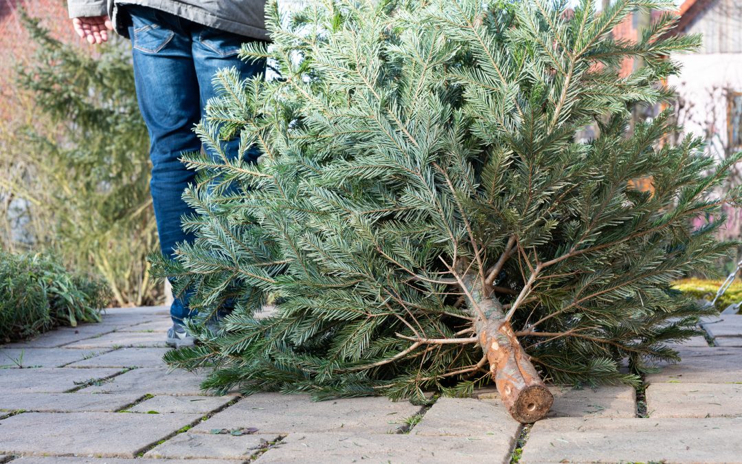 Hospital charity launches ‘Recycle Your Tree’ scheme to raise funds for patient care
